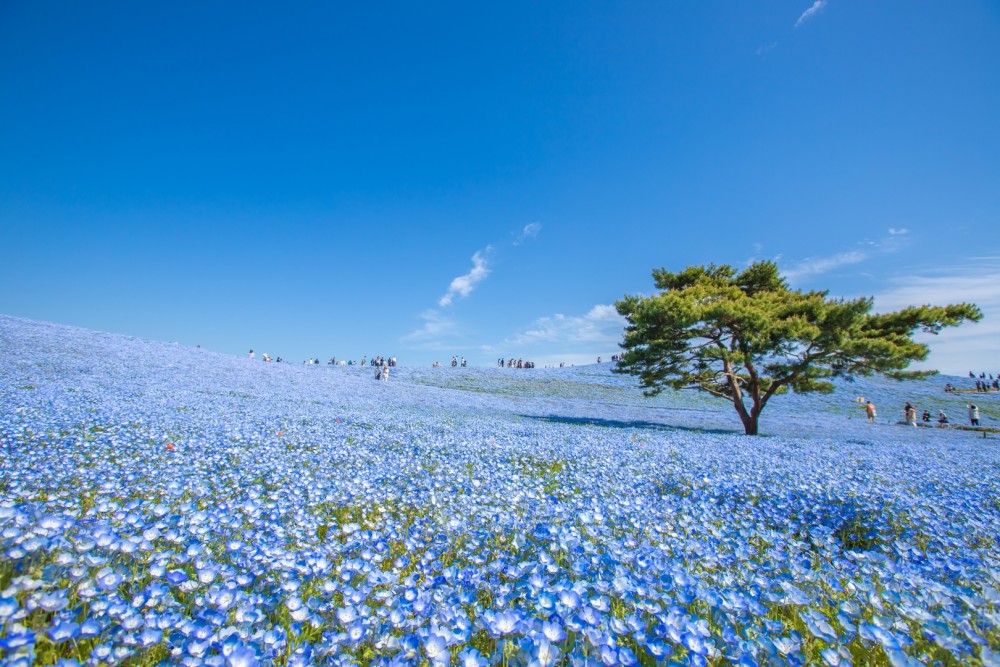 写真：海浜公園